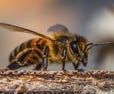 Poserende honingbij